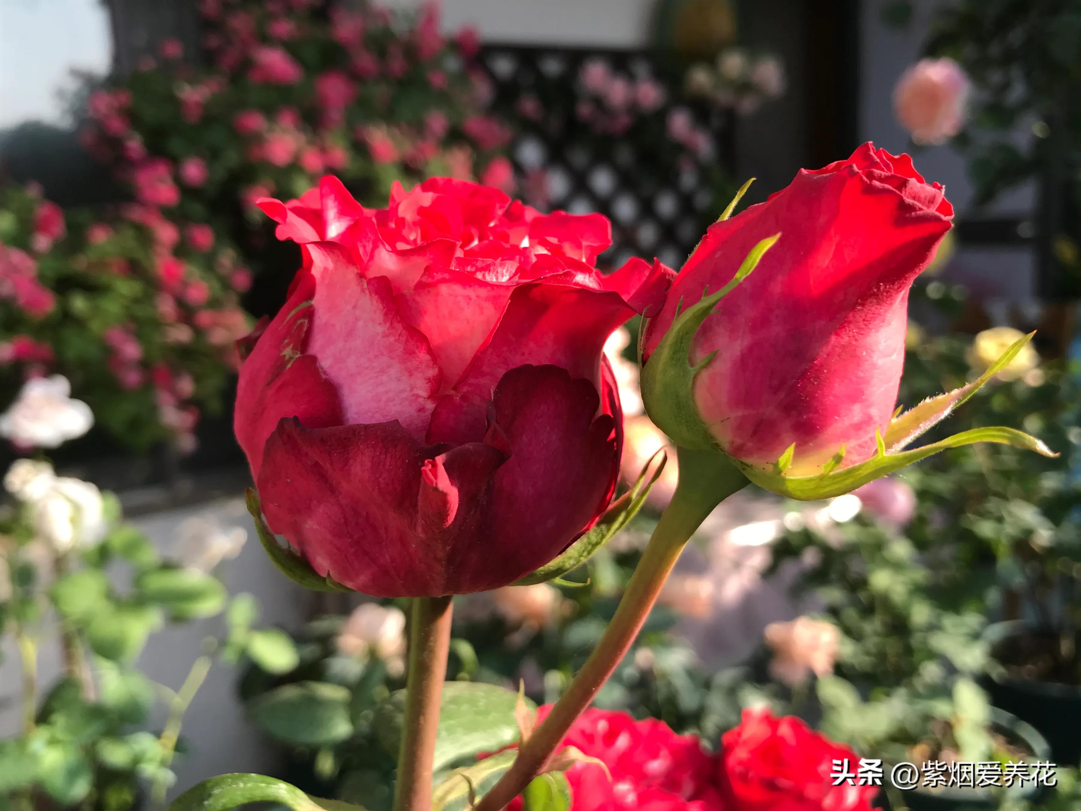 男人送女人一枝红色玫瑰花,送你永不凋谢的玫瑰花