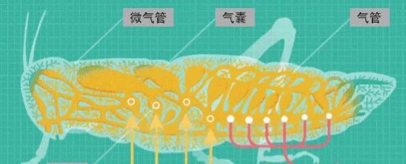 家里小强太多怎么消灭,家里的小强怎么防治