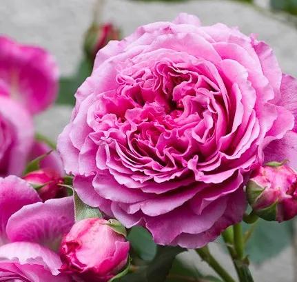 月季安妮公主怎么养,美人丽芙法式优雅月季