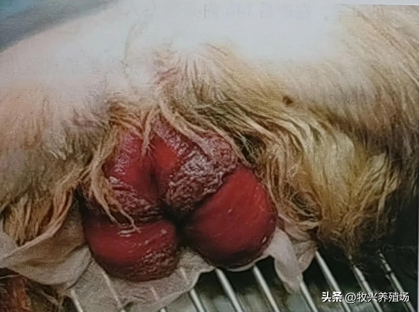 母羊产前脱阴怎么处理,母羊产仔怎么处理