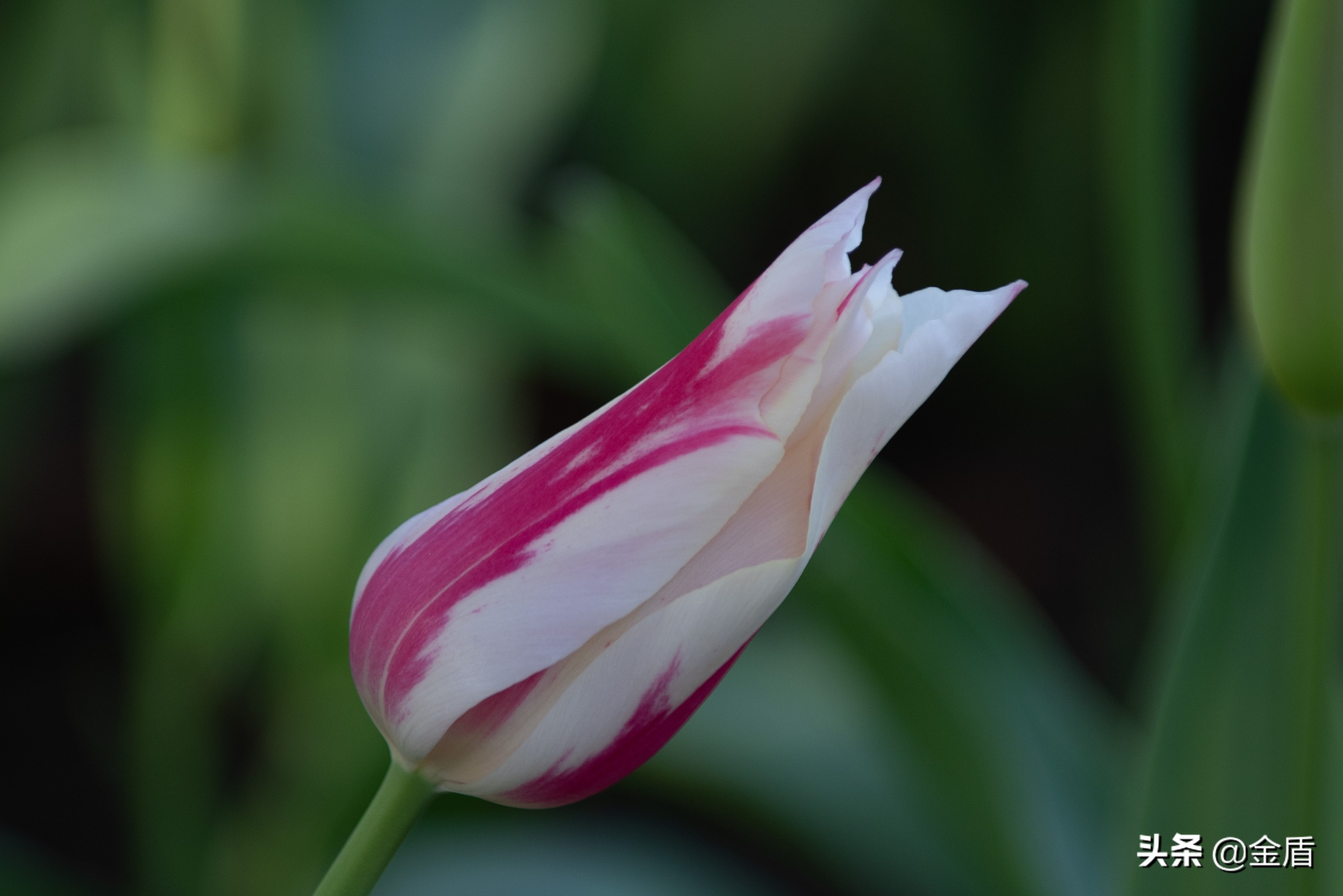 粉红皇后郁金香,花中皇后郁金香全集