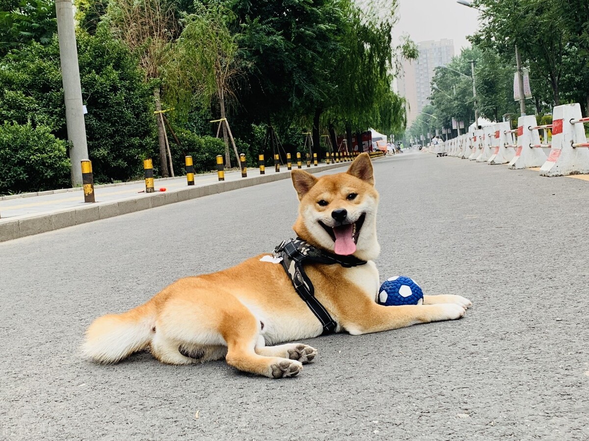 纯种日本柴犬的价格是多少,纯种柴犬有大柴犬和小柴犬之分吗