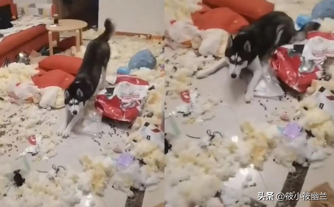 二傻子哈士奇怎么养,双血统哈士奇好养吗