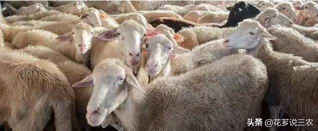 养羊的十大传染病,养羊须知预防哪几种传染病