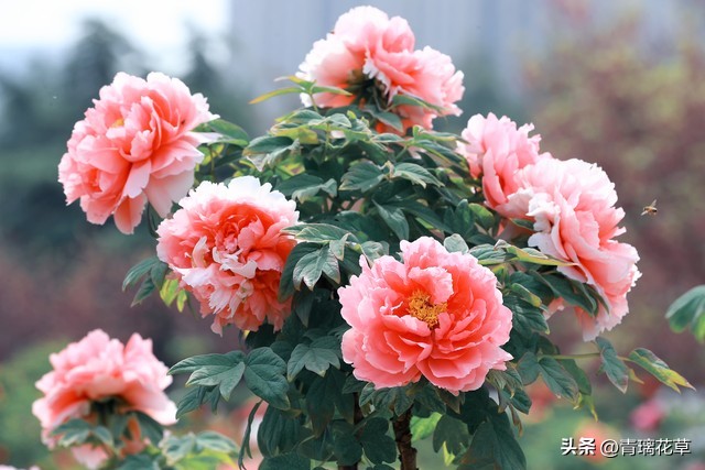 在家养棵发财树寓意着日进斗金,家里养哪些树越老越值钱