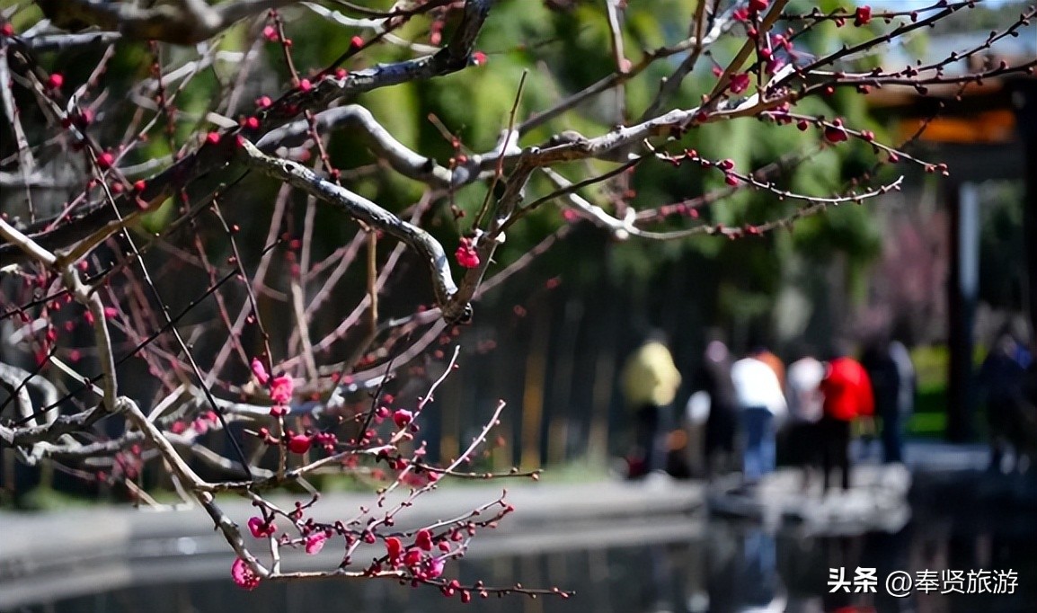 赏梅胜地梅园,赏梅好时节