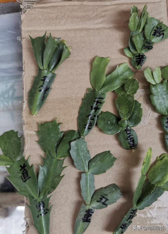 1元蟹爪兰价格,1万元的蟹爪兰图片