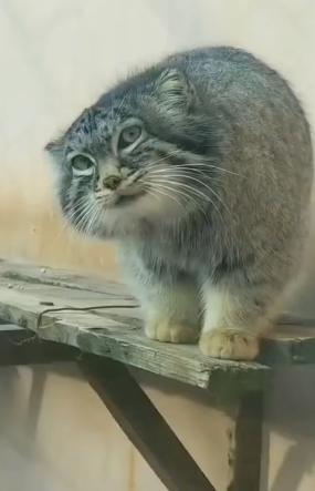 中国最大无人动物园,中国十大动物园红山动物园