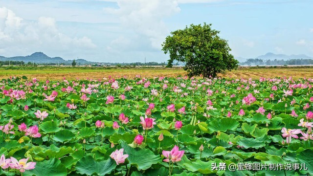 出淤泥而不染濯清涟而不妖深意,出淤泥而不染濯清涟而不妖相似词