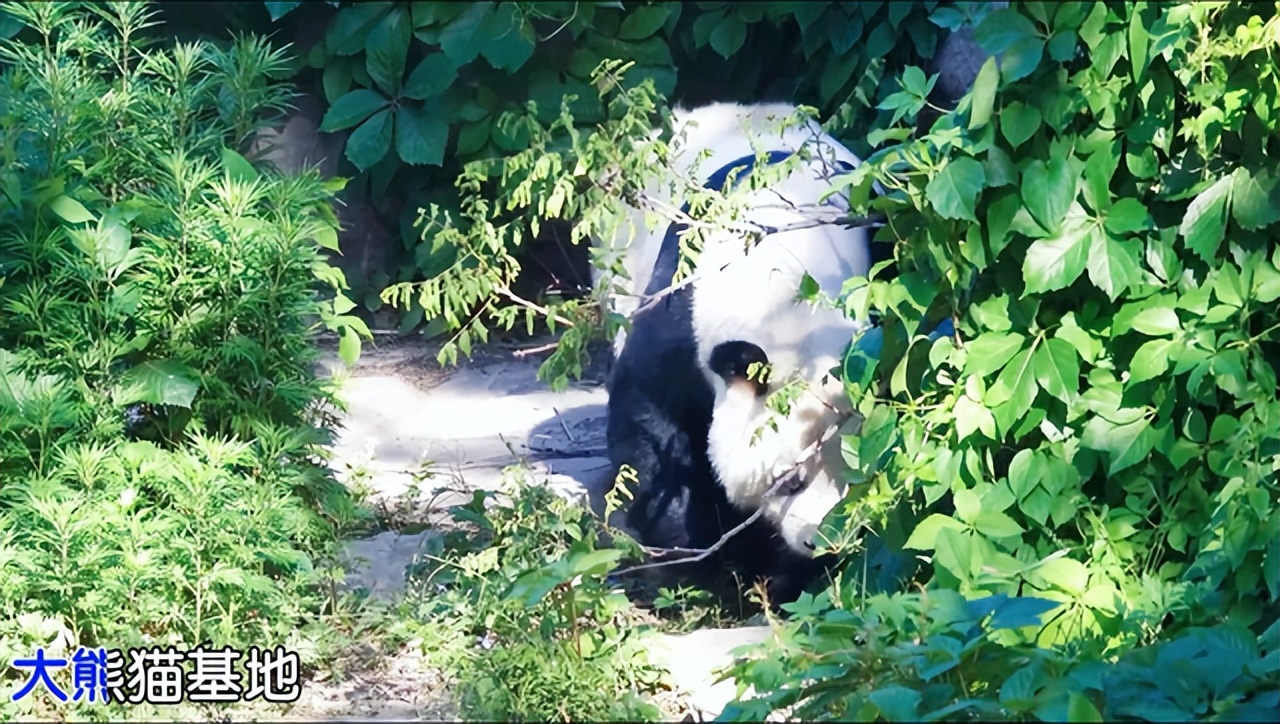 四川旅游景点地图高清版大图全景,四川地图和重庆地图相连接的地图