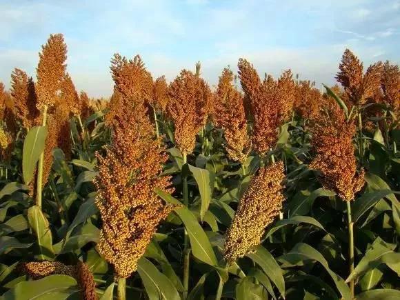 冷知识天花板,冷知识酒的科普