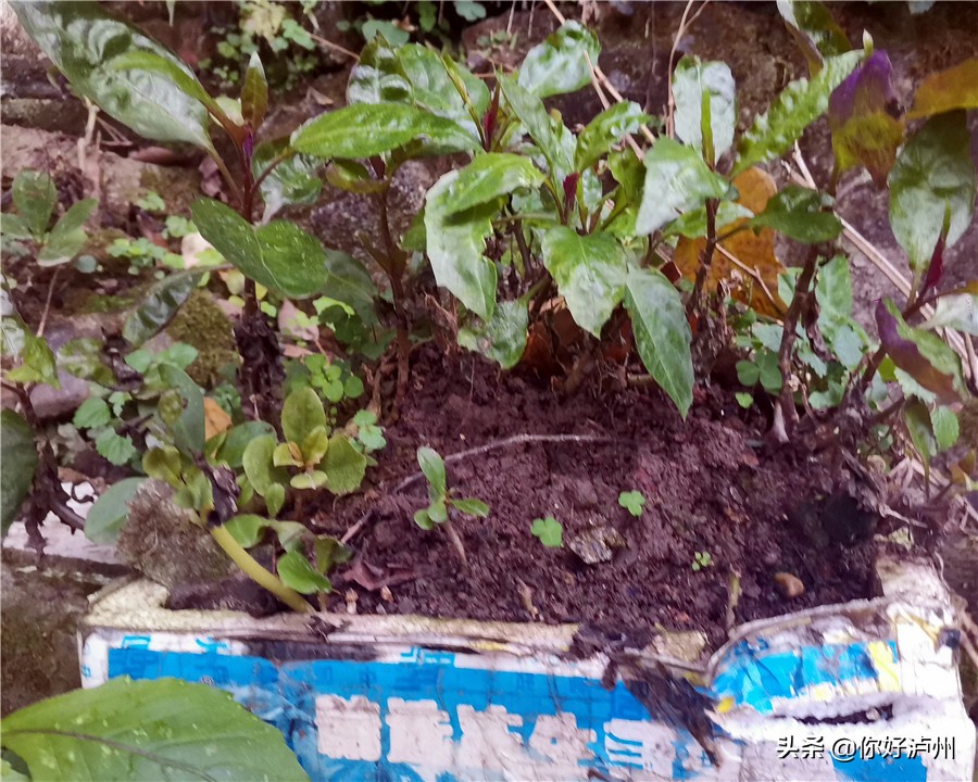 泸州人到底有多爱种菜？种着种着，花盆就变成了“菜盆”