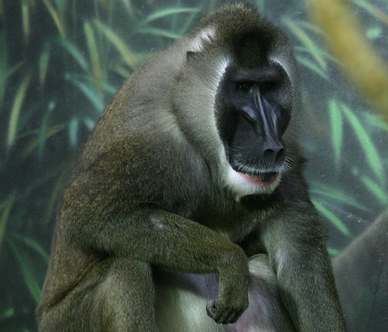 加蓬黑脸猩猩,加蓬长尾猴图片