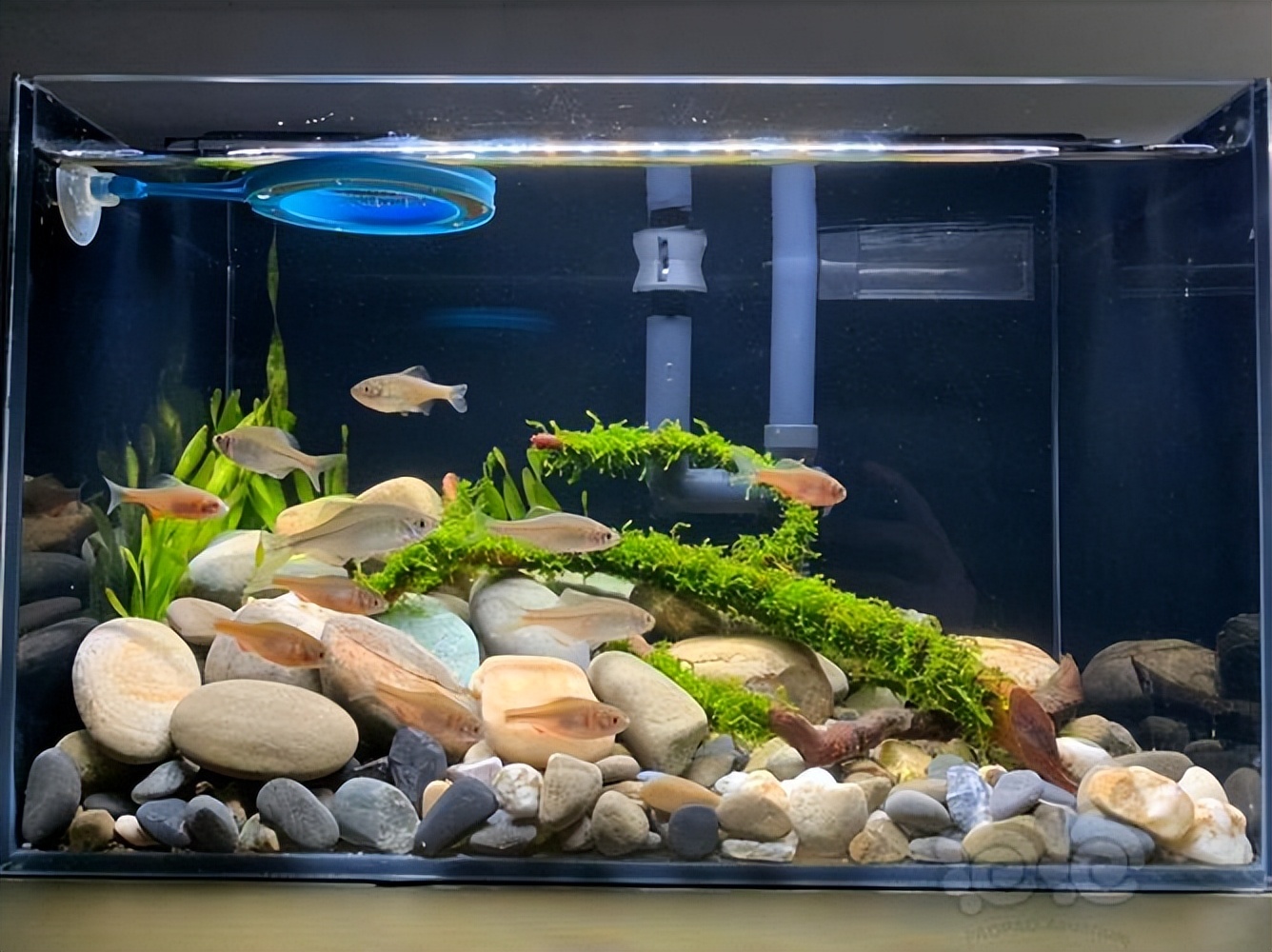 鱼缸灯养龟起什么作用,观赏鱼鱼缸灯怎么选