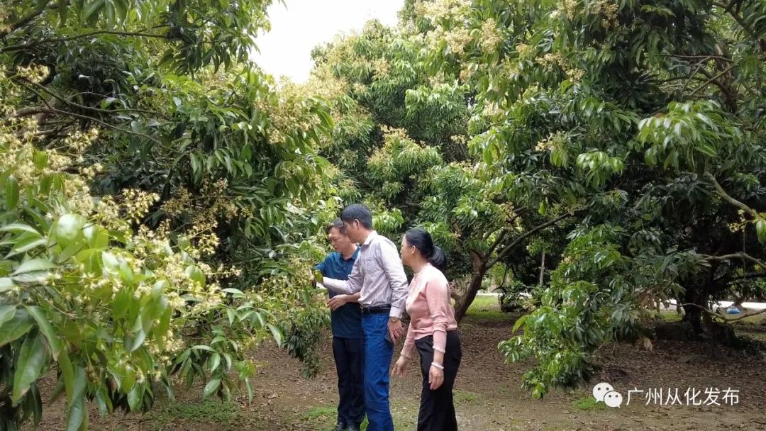 增城荔枝营销,茂名荔枝营销目标