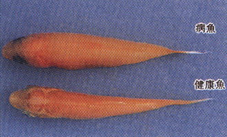 鲤鱼鳃霉病的治疗,鲤鱼烂鳃病是什么样的