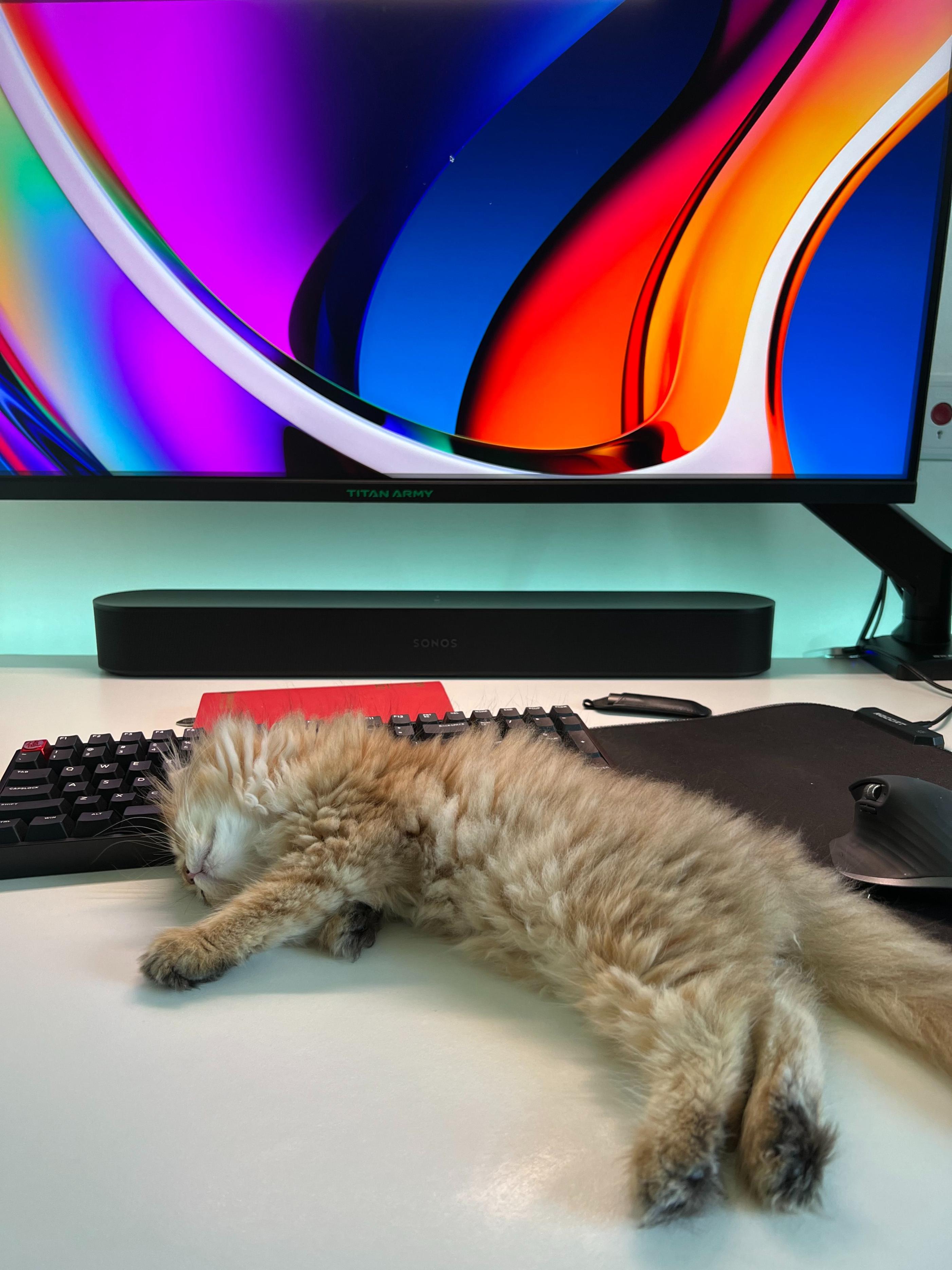 猫粮推荐幼年期评测,新手选粮不迷茫猫粮推荐