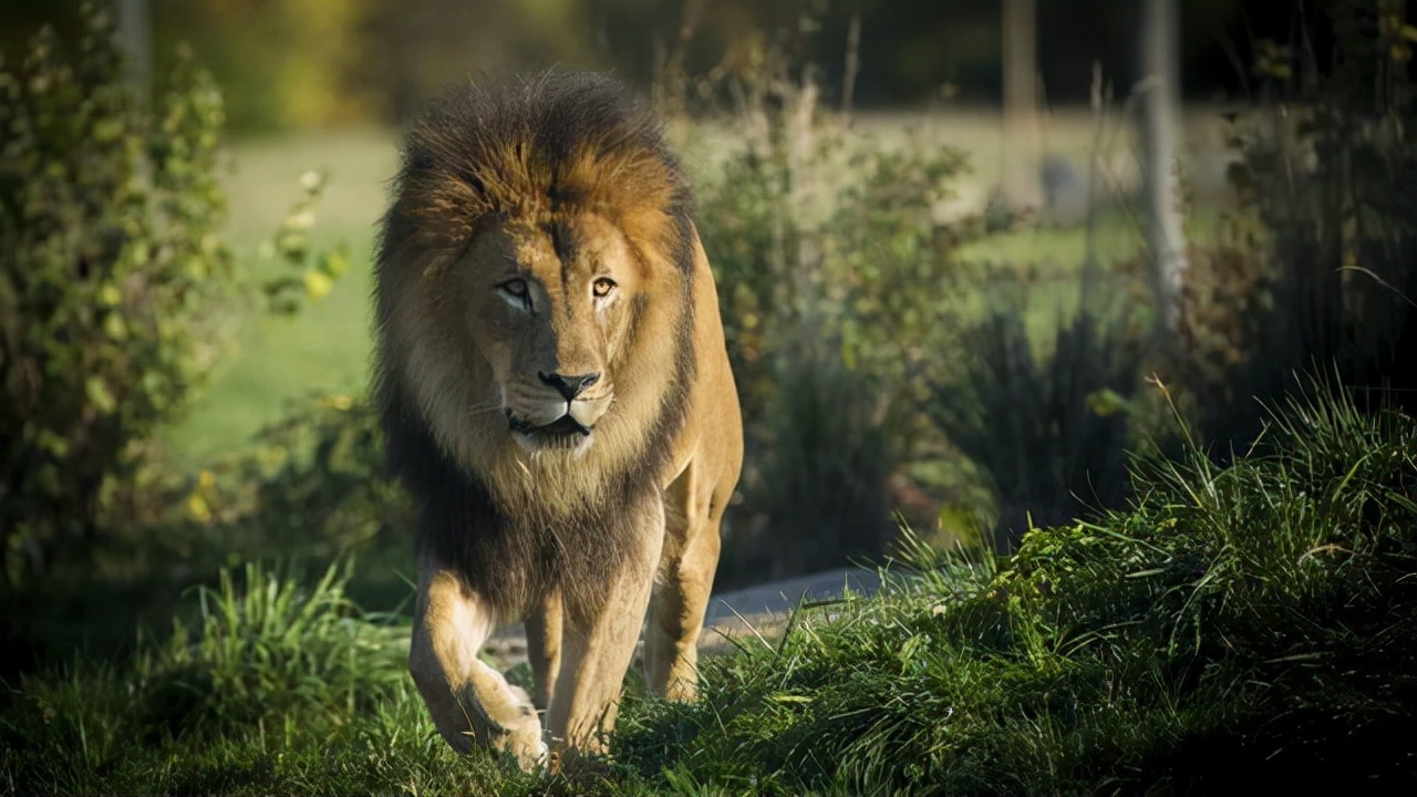 东北虎遇到非洲狮,谁才是陆地王者王者之间的对决
