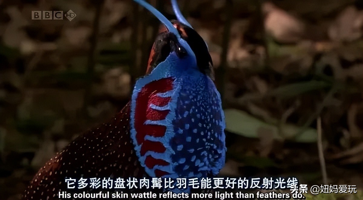 带你真切看人间的宝藏纪录片top10,十一长假适合带孩子看的纪录片