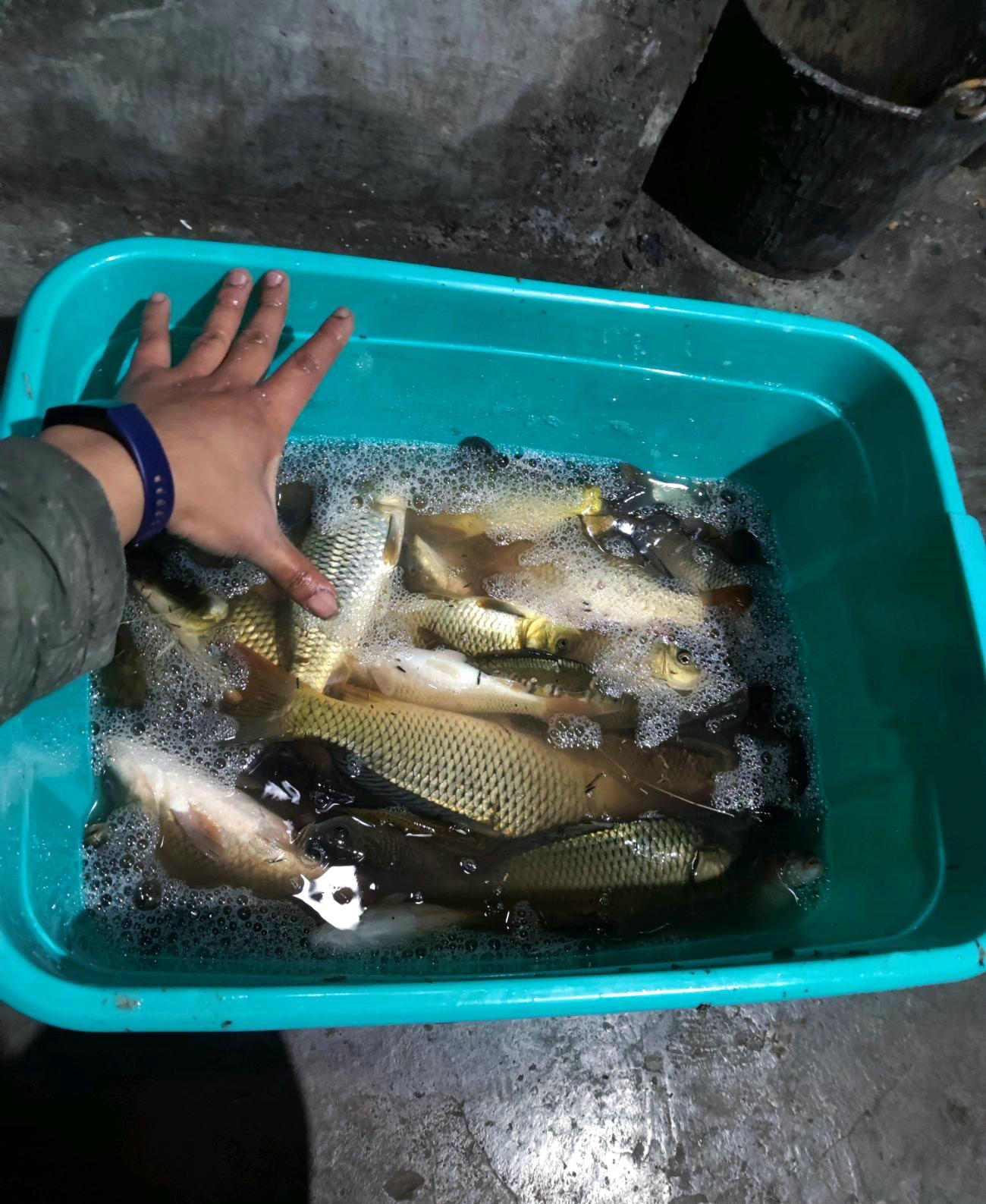 一天钓鱼一两百斤！这些金沙江的钓鱼人过了瘾，也招来骂声