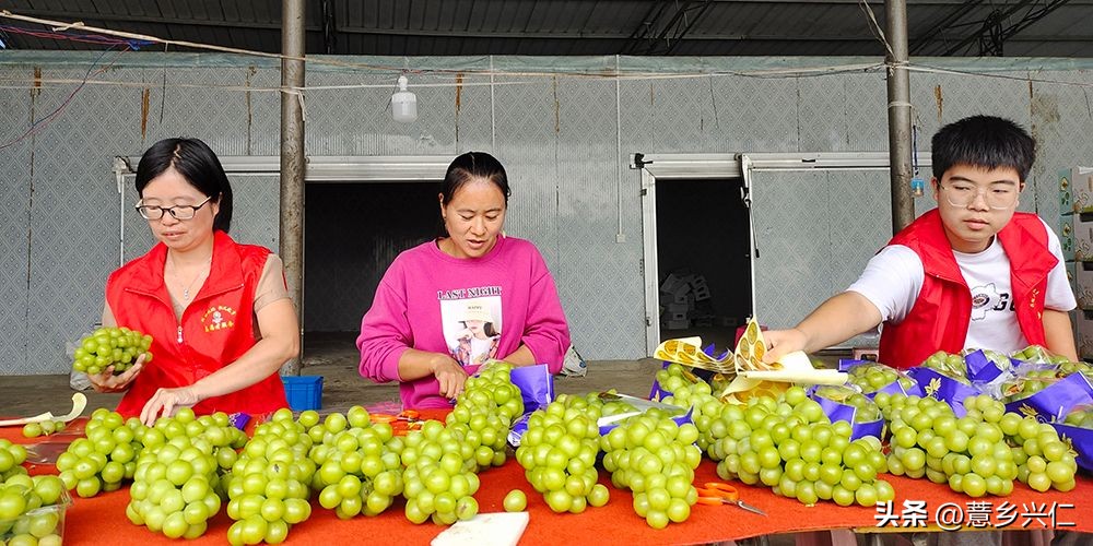 大凉山阳光玫瑰采摘,大阳光玫瑰各地采摘时间