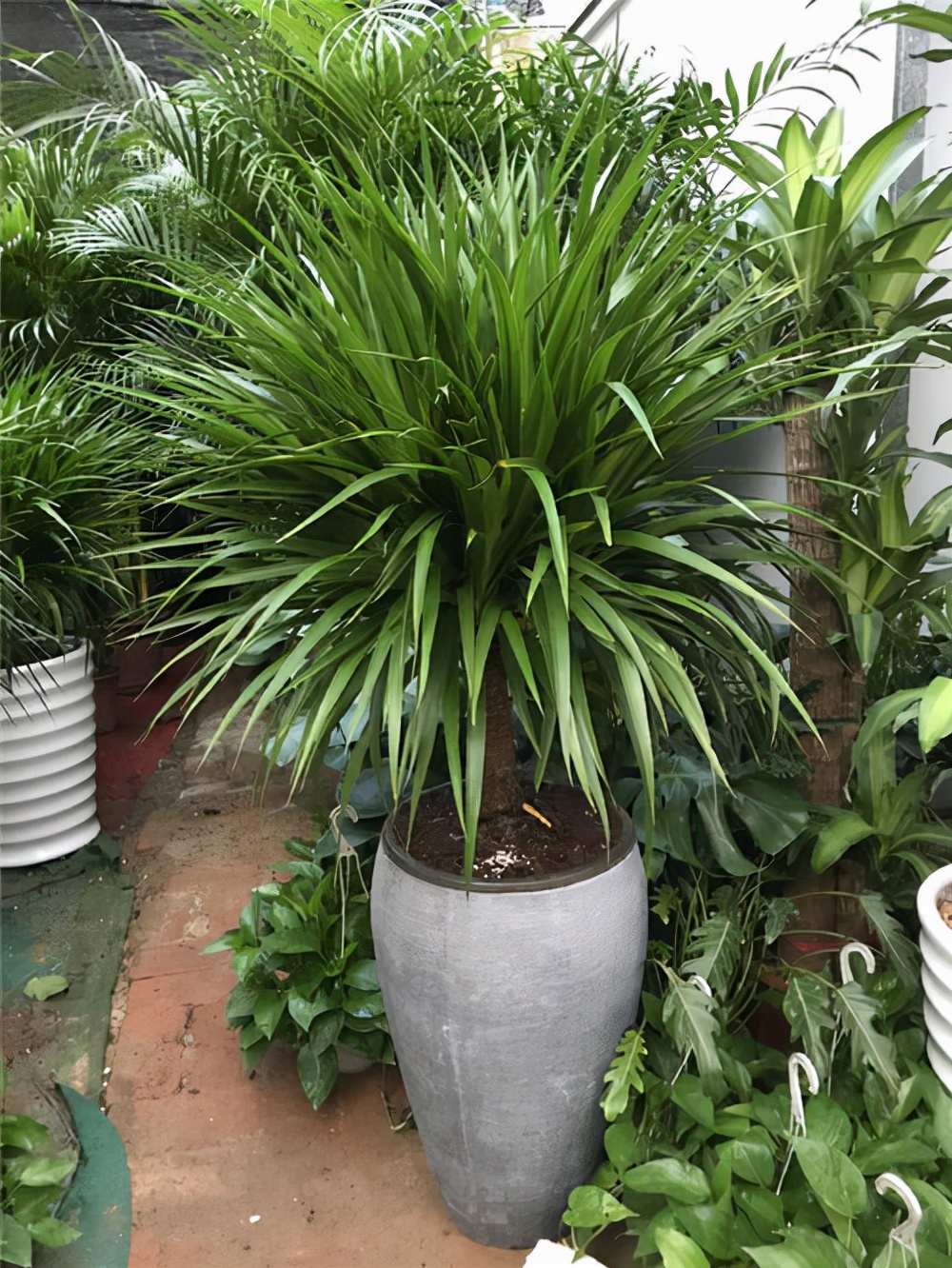 十种最吉利的镇宅花,家里养这5种旺宅花