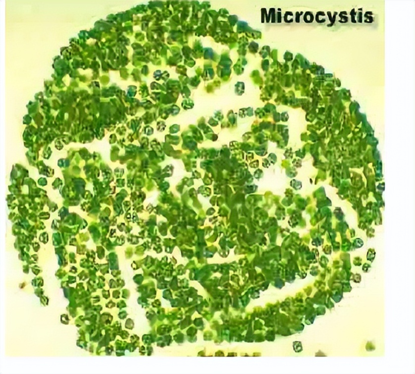 浮游植物增加会水质富营养化吗,浮游植物对水体起哪些作用