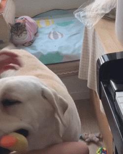 狗狗全身趴地对你摇尾巴,狗狗为什么会摇尾巴