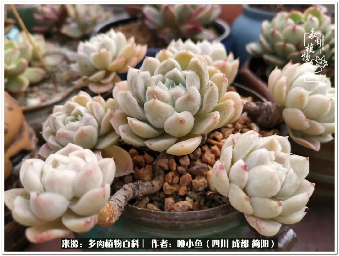 看世间繁华品一生,看世间繁华品人生美味