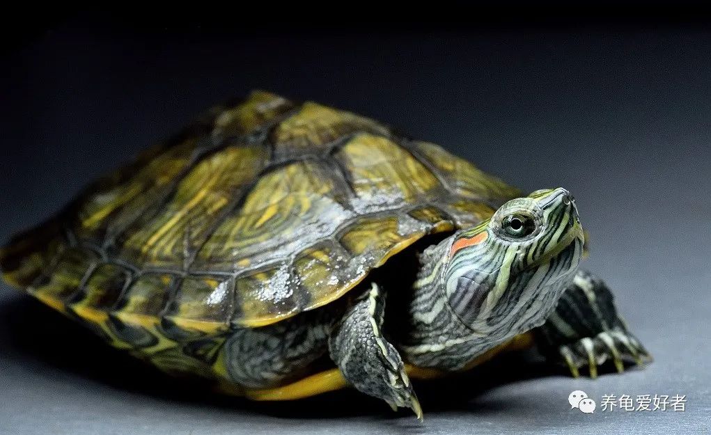 新手建议入手的龟种,比较好的龟种