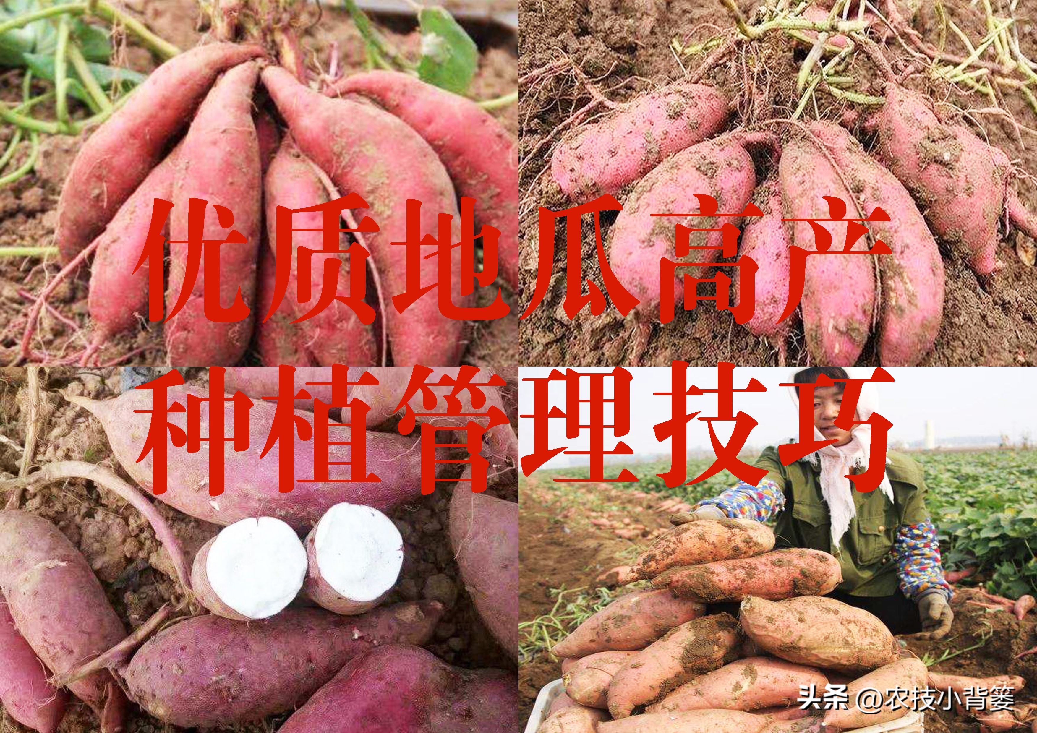 农村种植四种瓜增产有妙招,春天种瓜种植技术视频