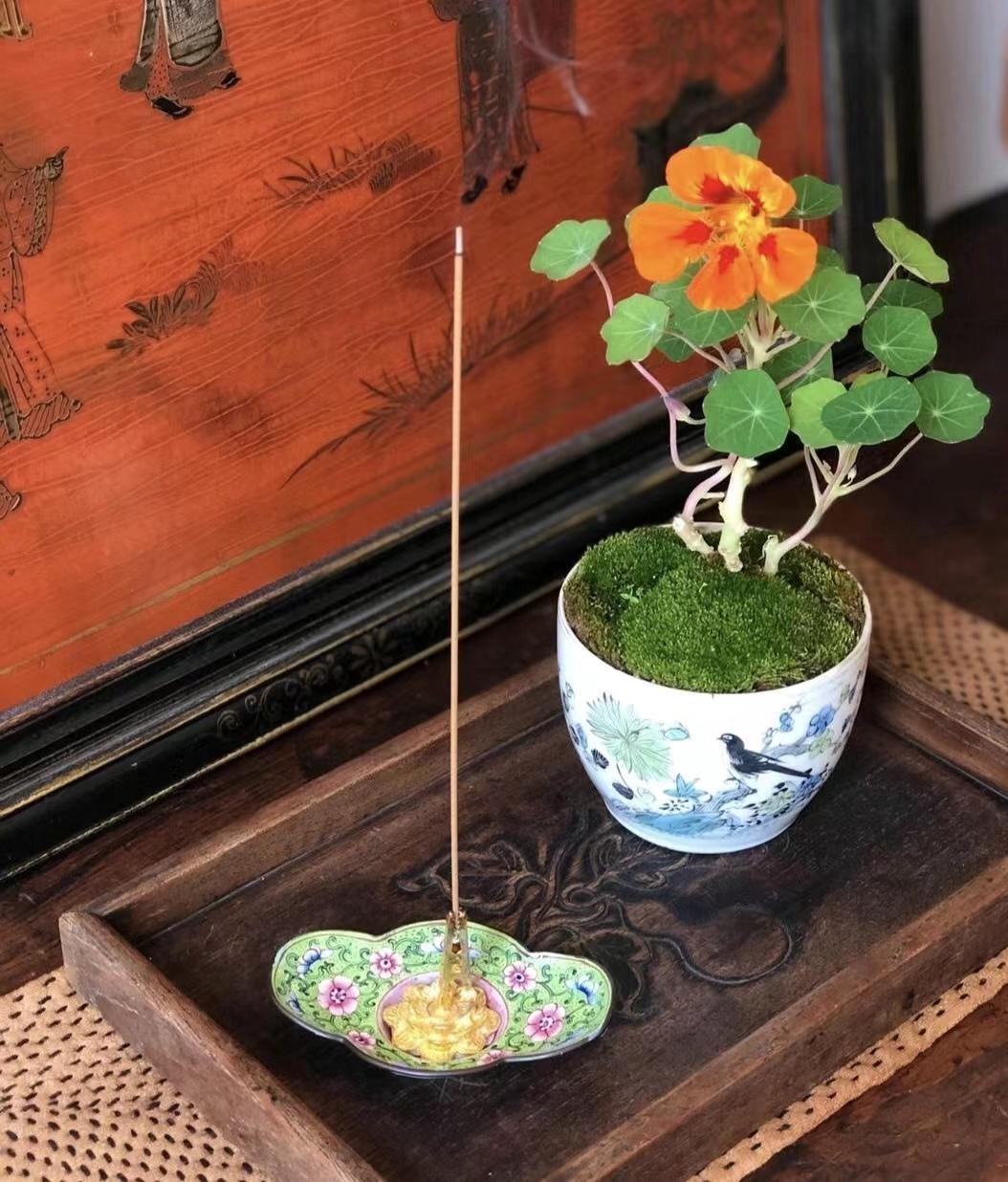 哪些花草对身体有害,哪些花卉会对人体造成不良反应