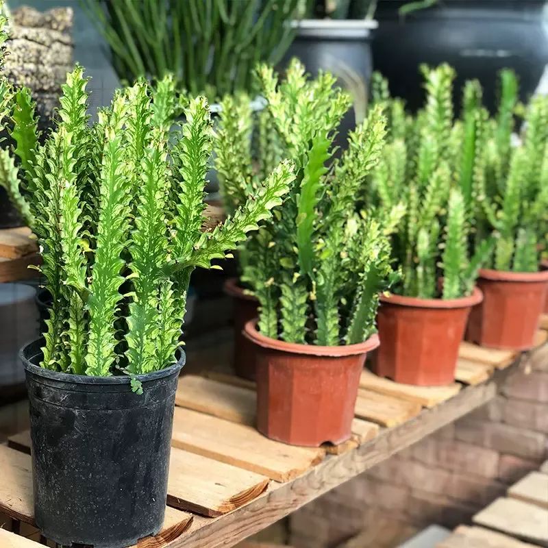 龙骨花夏天怎么黄叶,龙骨花烂根怎么补救