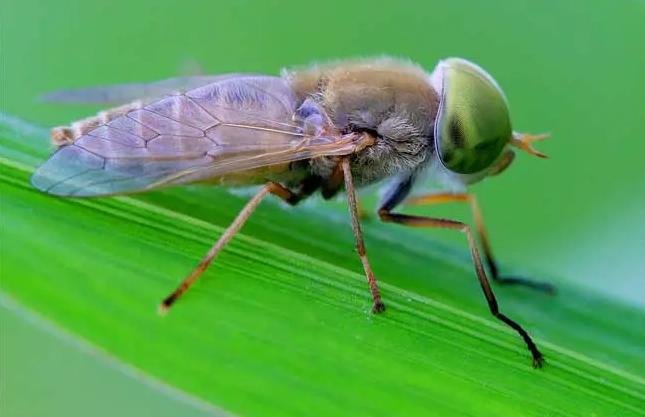 带“牛”却不是牛，似牛非牛，刷新你的认知