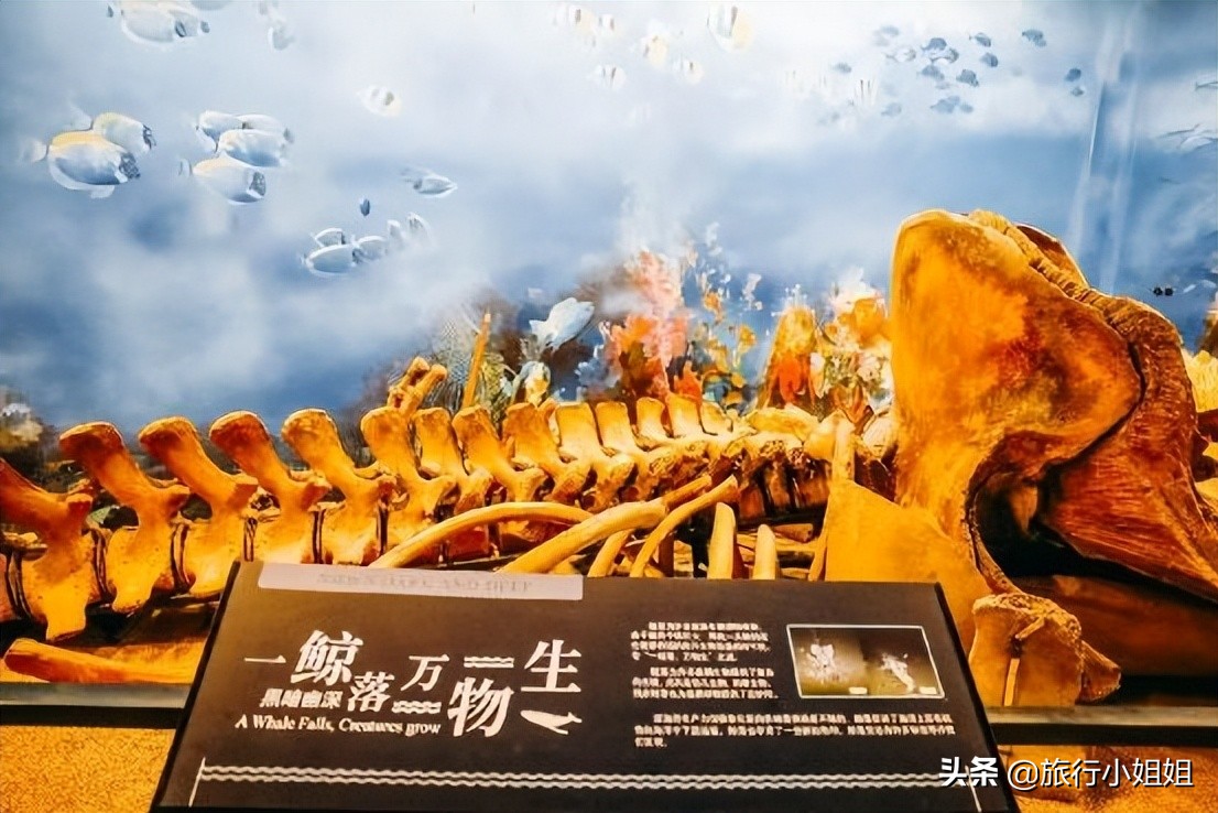 夏日海边浪漫迷人,滨城风光秀丽浪漫气息爆表