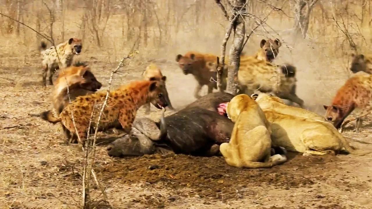 鬣狗雌雄异体,鬣狗为何不分雌雄