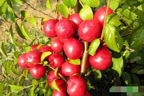 农村种植高钙果,钙果种植致富方法