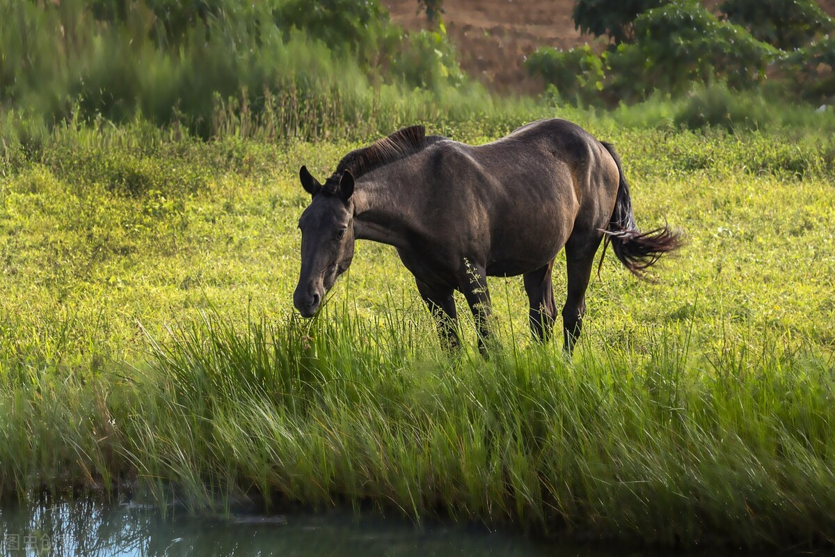 黑骏马组合歌曲辽阔的草原,黑骏马民歌