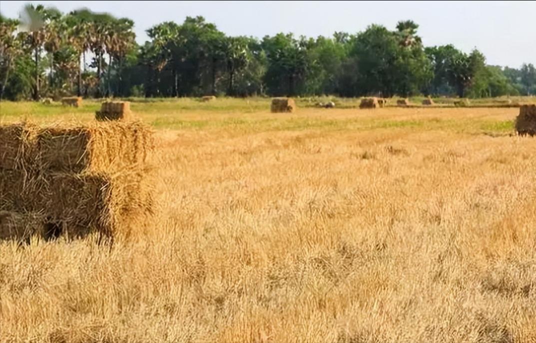 农村又轻松又能快速发家致富门路,农村发家致富的门路有哪些