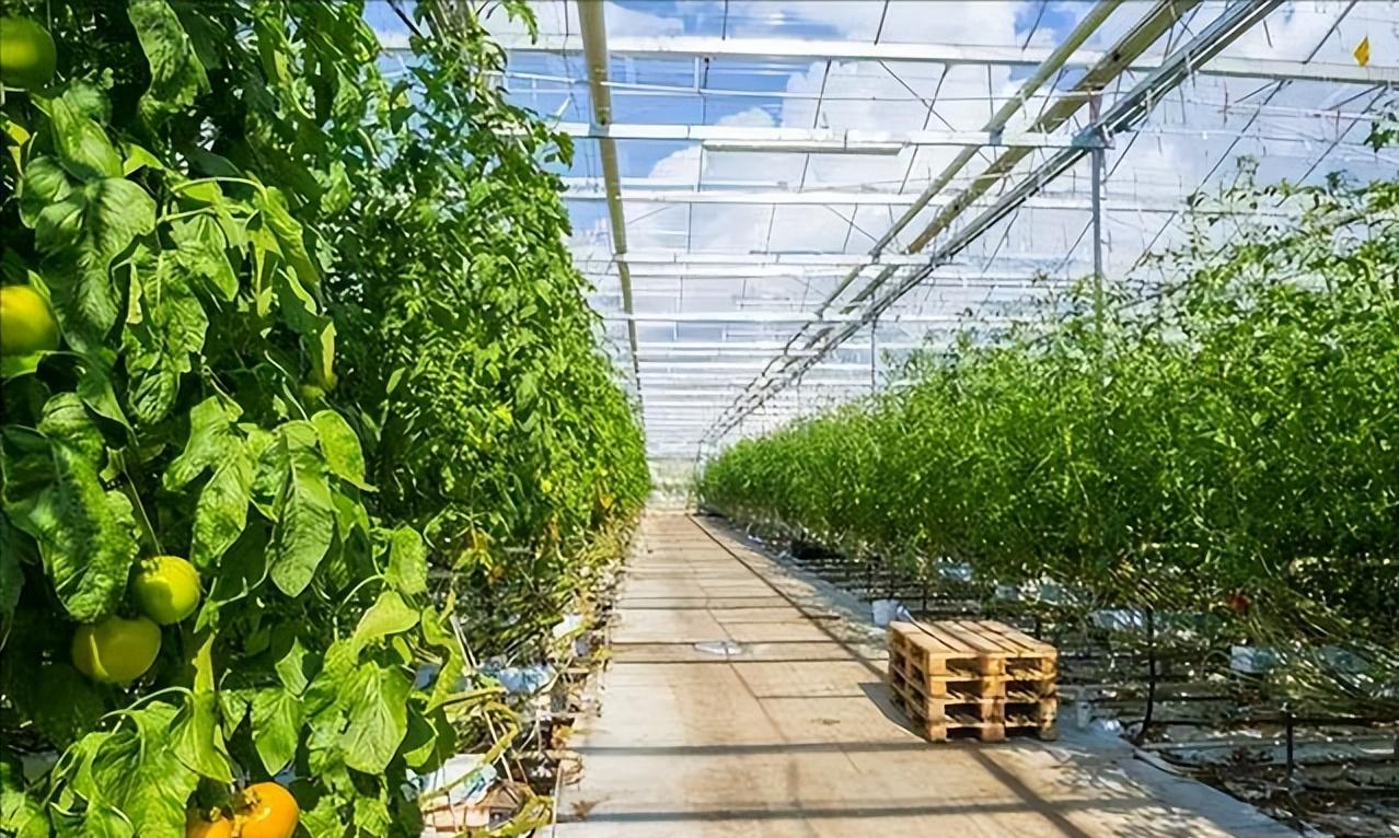 植保黑科技助力绿色农业,栽培技术植保技术决定农产品质量