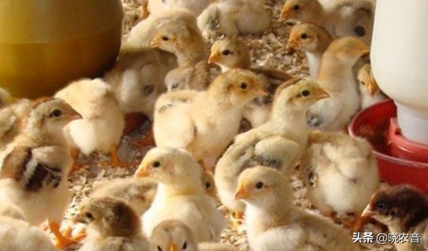 小鸡崽脚站不起来什么病用什么药,小鸡仔脚软站不起来怎么办