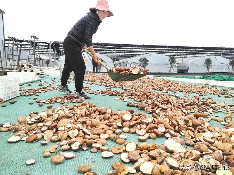 小小菌菇撑起了一把致富伞,小小食用菌撑起乡村振兴致富伞