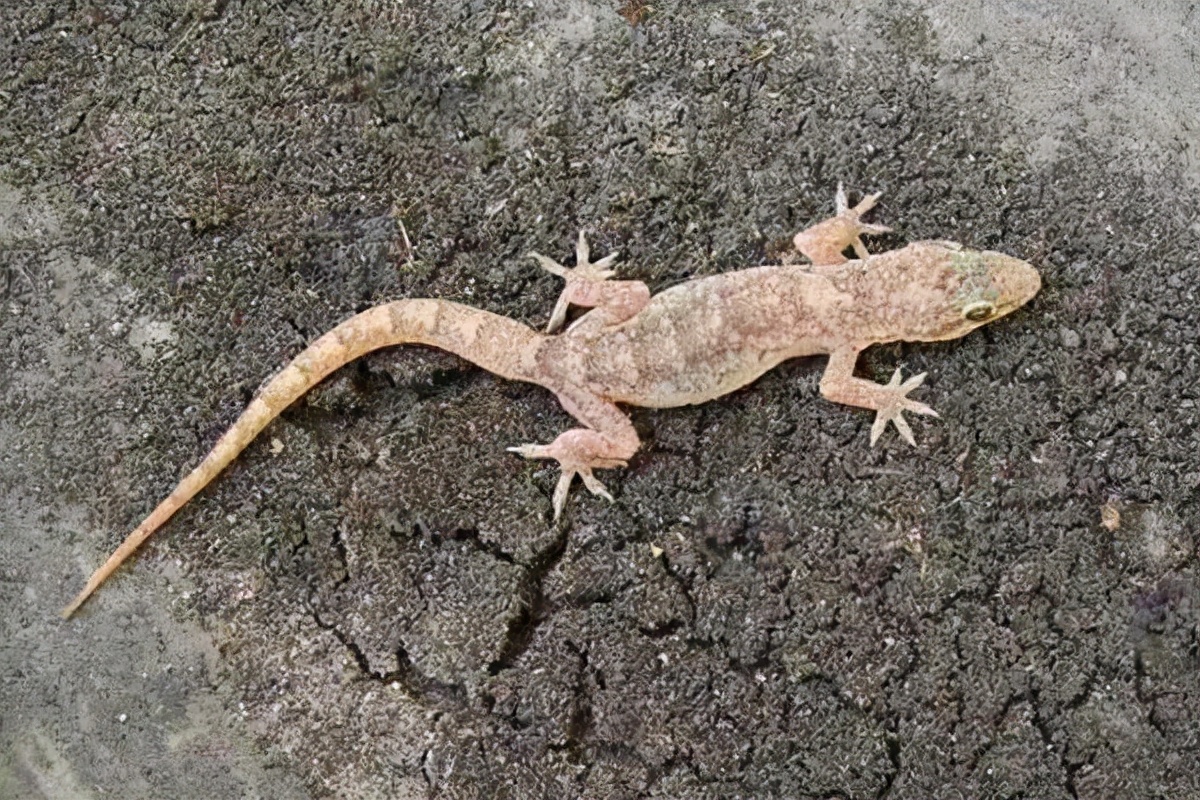 家里进壁虎了要不要把它打下来,家里进了壁虎怎么驱赶