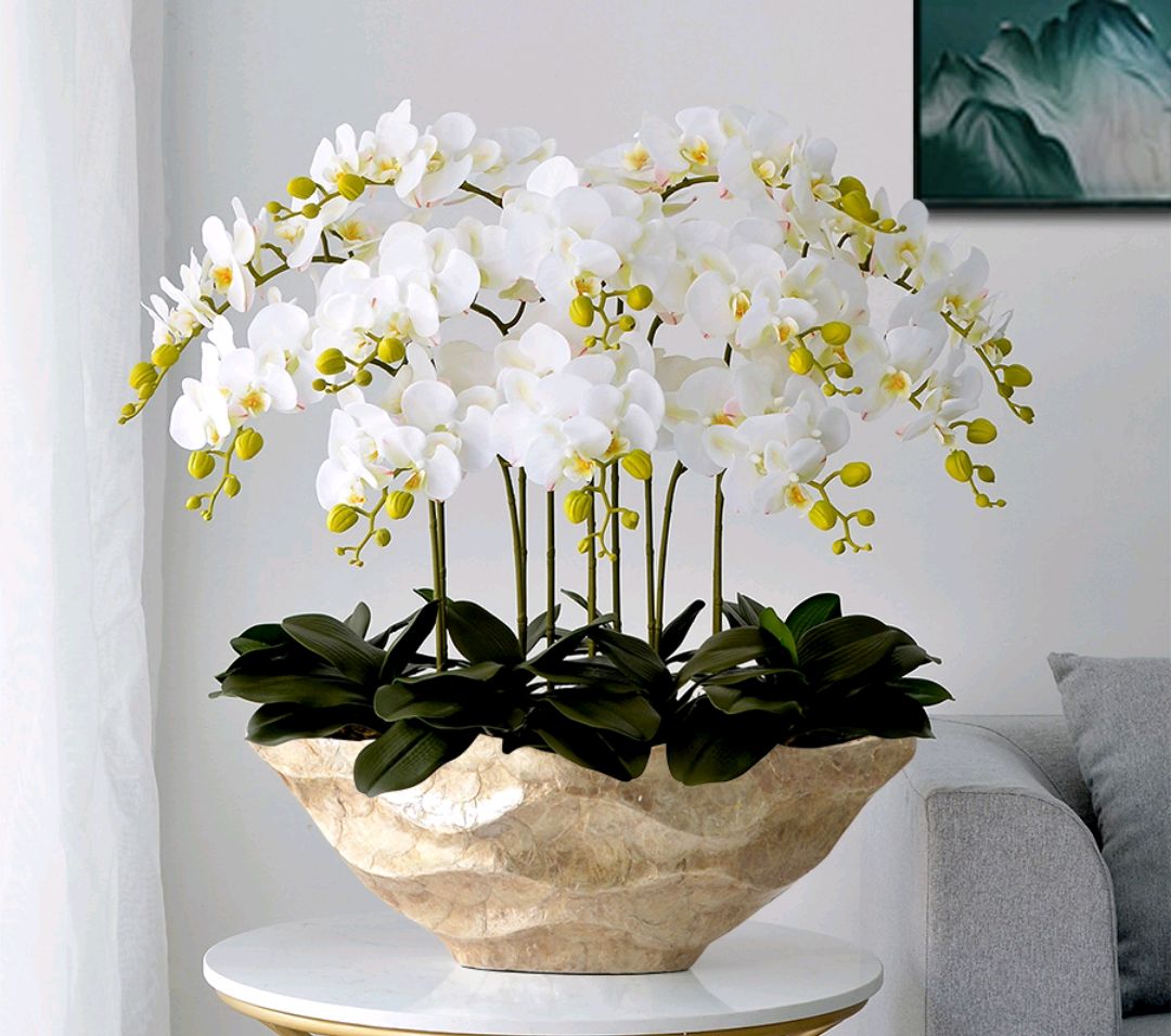 年花盆栽怎么搭配,明年还可以开花的年花盆栽