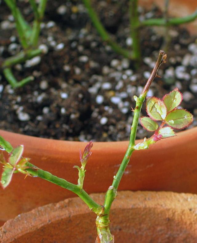 裸根老桩月季需要套塑料袋吗,裸根苗月季多少钱
