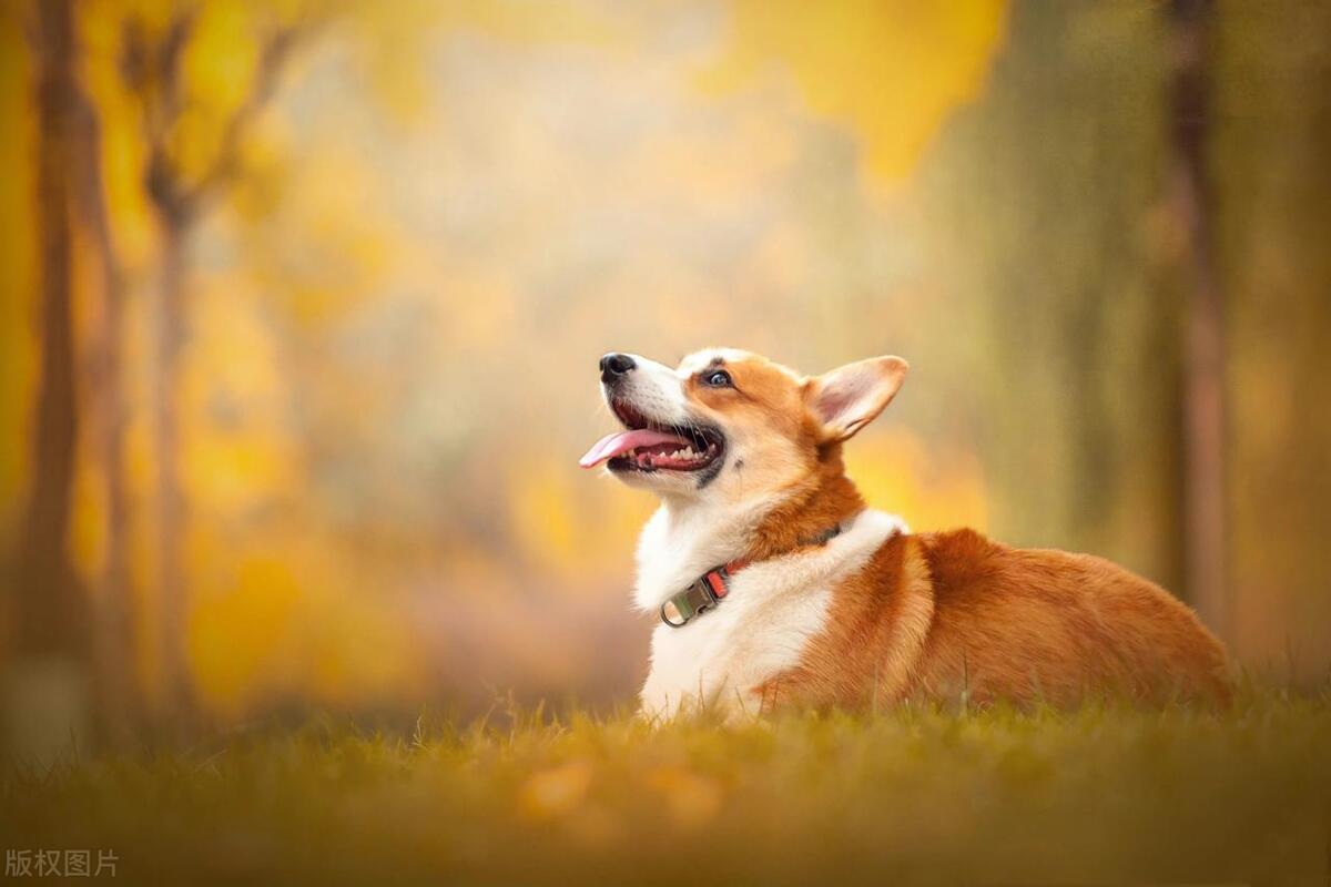 狗狗鱼骨头卡住症状,狗狗骨头卡住好几天没吃东西