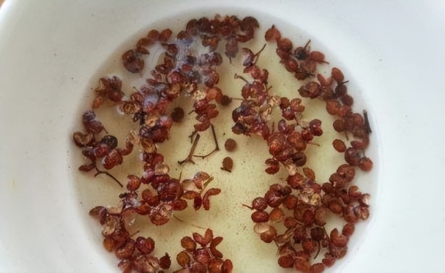 夏季垃圾桶里有小飞虫怎么办,垃圾桶长小飞虫怎么处理