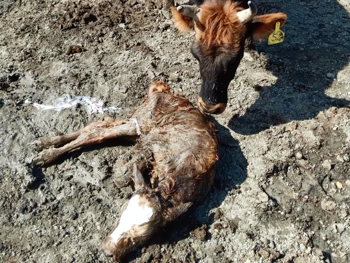 9例牛的引产的技术分享