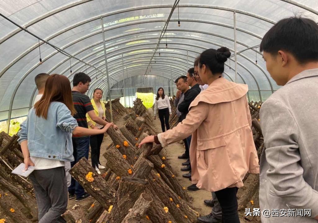 猴头菇的致富经,猴头菇西施