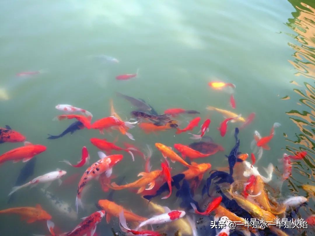 散文诗：看正好的花，见想见的人